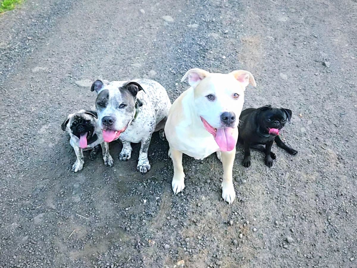 Four Bull Run K9 dogs sitting together, looking up at the camera