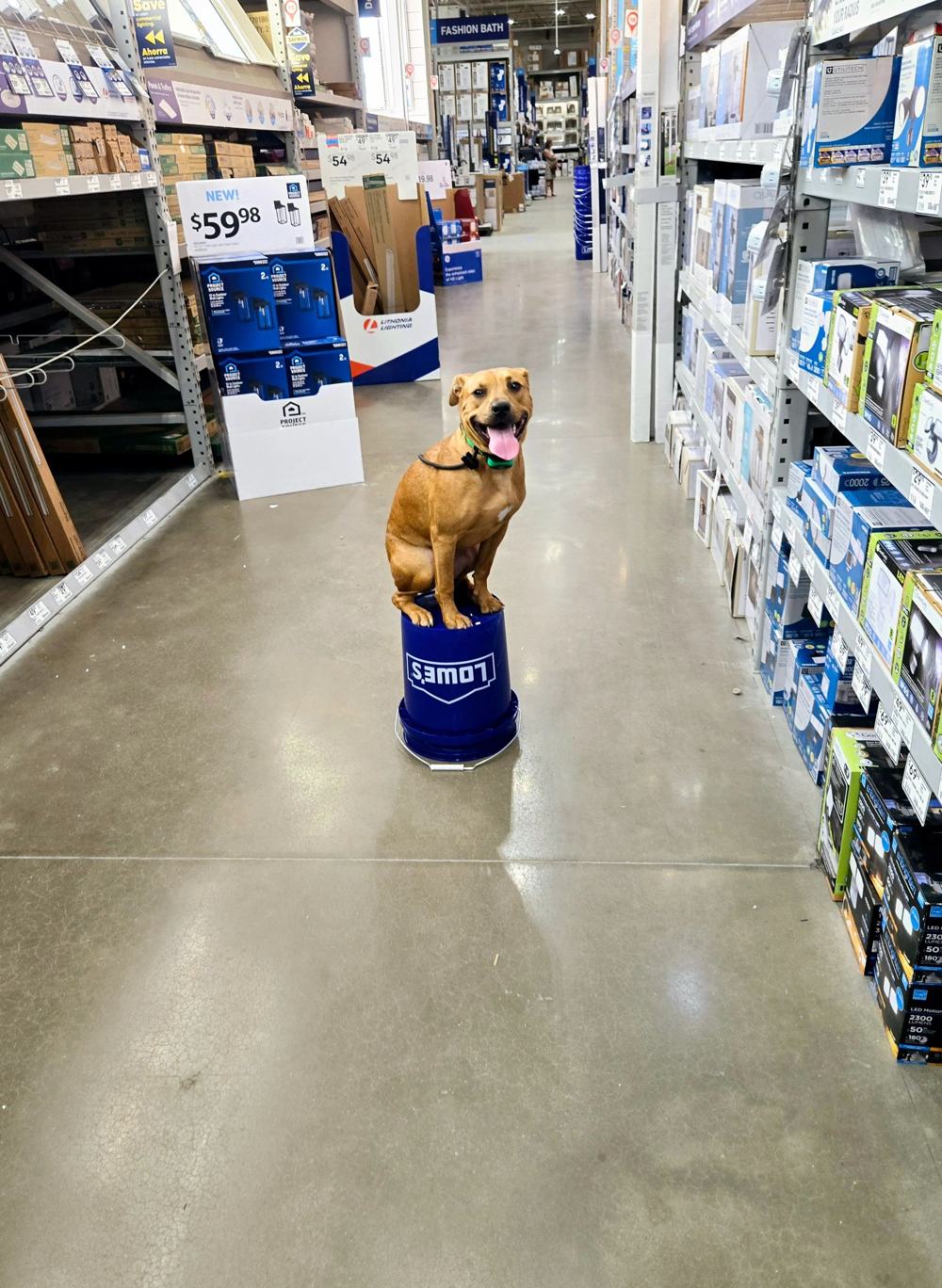 Dog sitting on a bucket during a store training outing