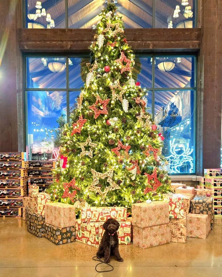 Poodle posing by a Christmas tree