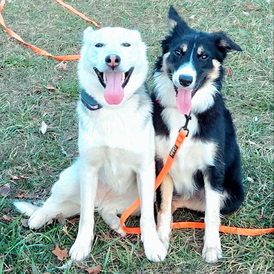 Husky and collie posing together