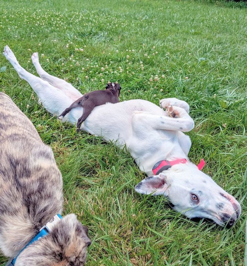 Dog rolling in the grass with a puppy