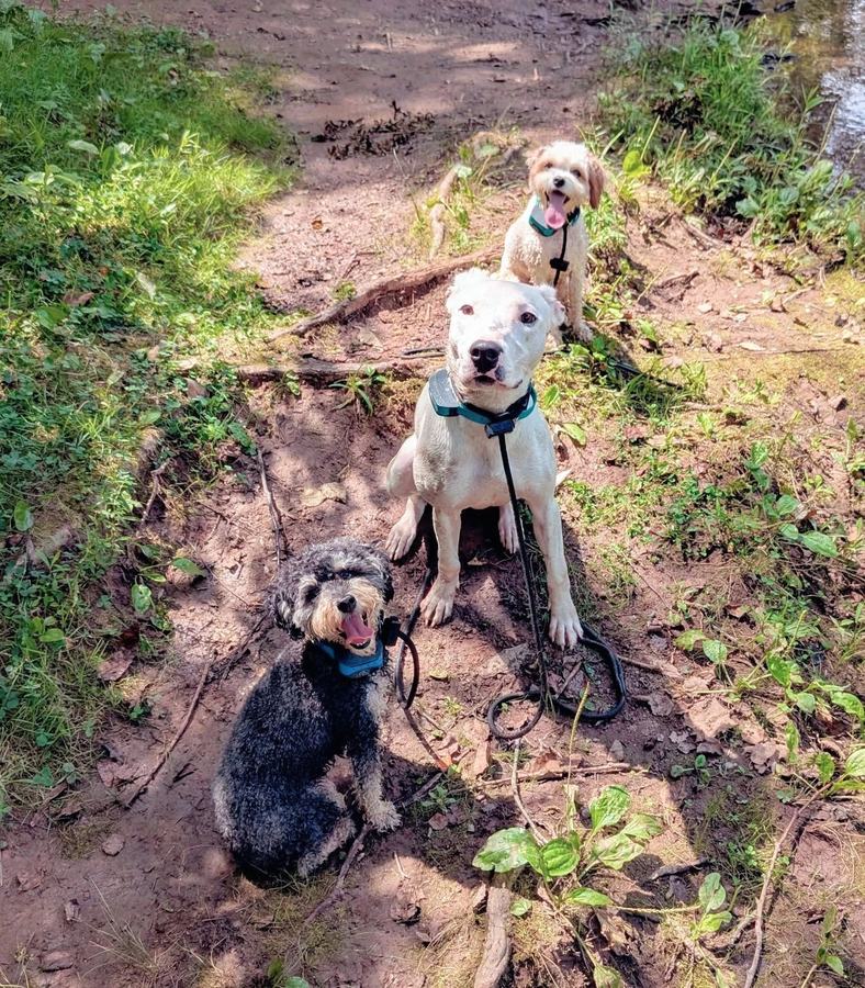 Three dogs sitting in a row on a trail
